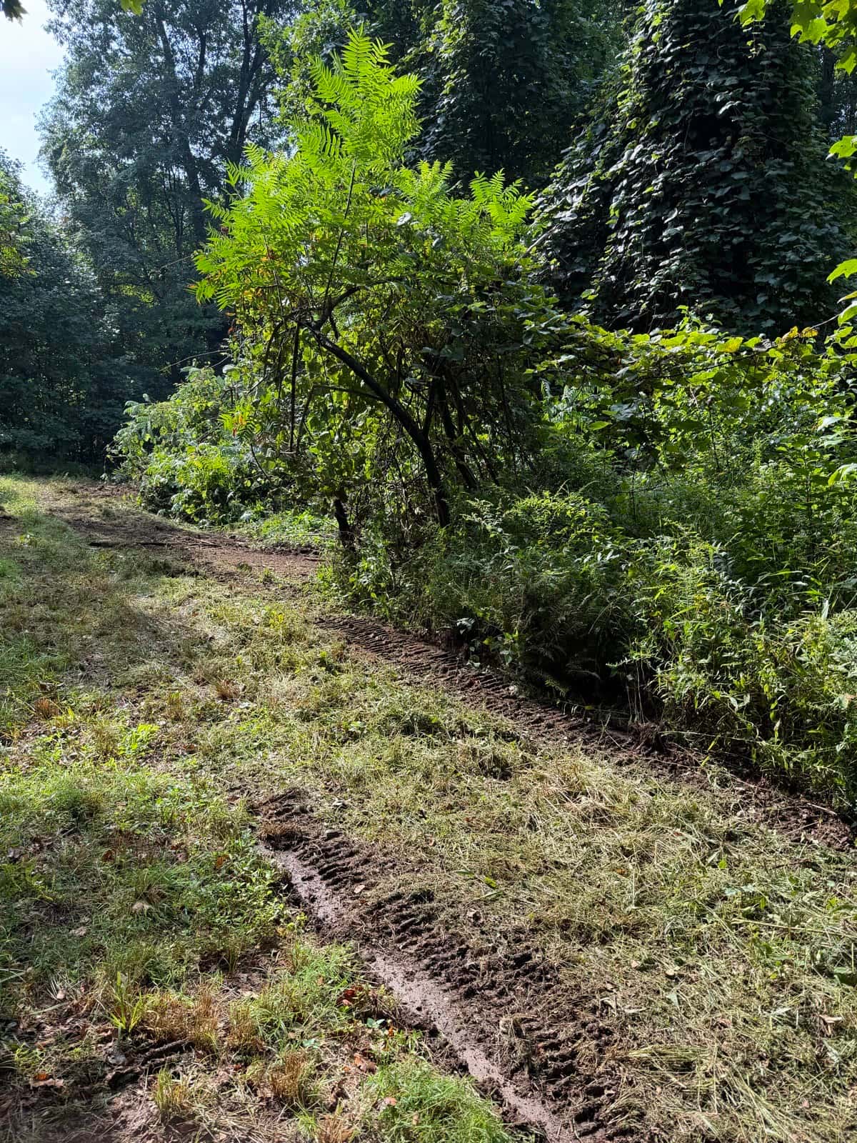 Brush along the work area before mulching
