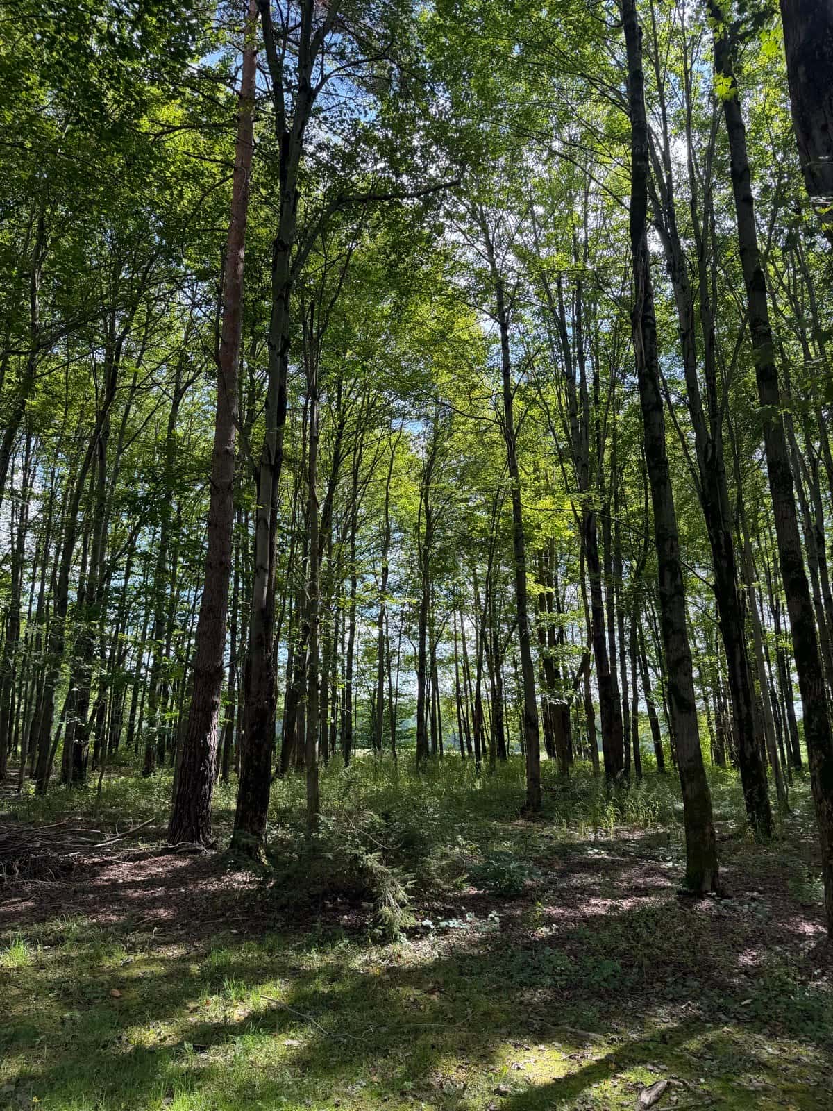 Standing trees over an opened woodland floor