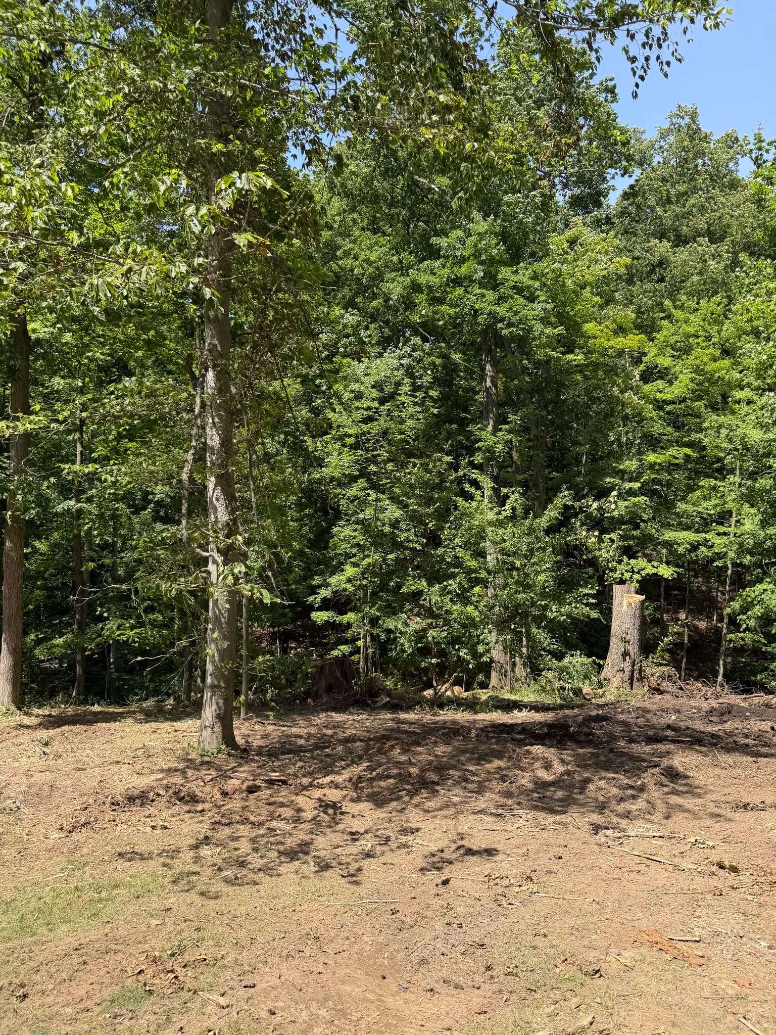 Cleared ground along a woodland edge with standing trees