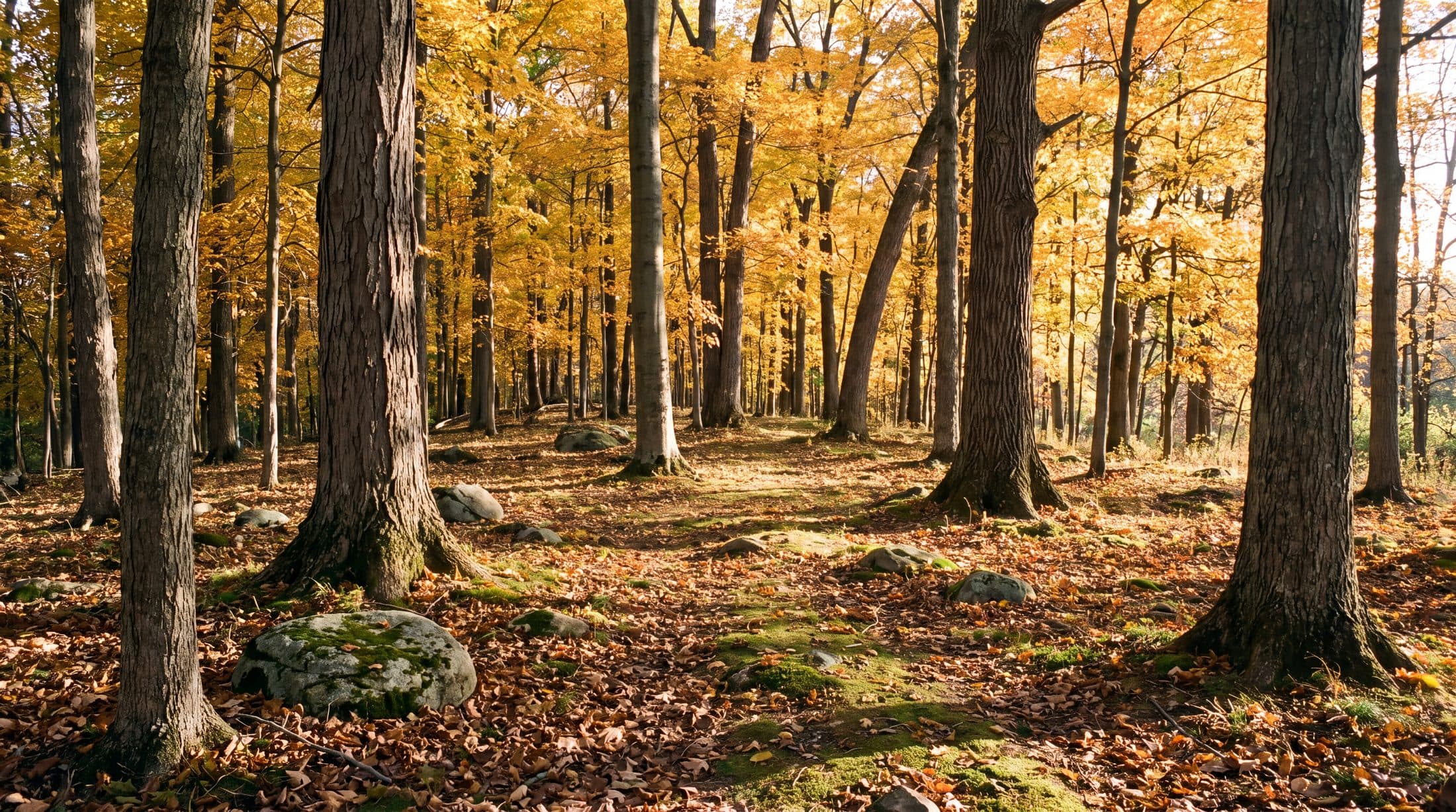 Open hardwood woodland with mature trunks, a clear leaf-litter floor and low autumn light reaching the ground