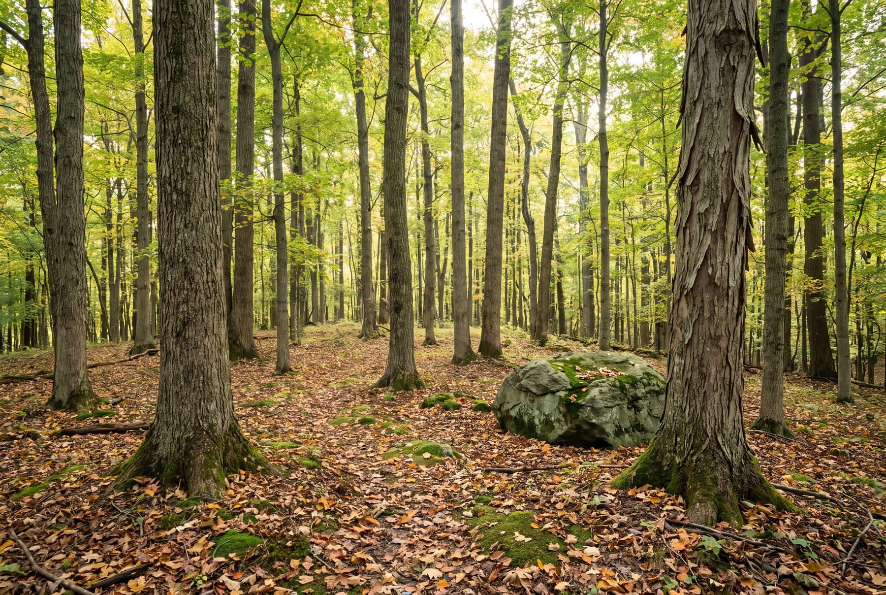 A quiet, open Ohio hardwood woodland with irregularly spaced maple and hickory trunks and a clear, walkable floor