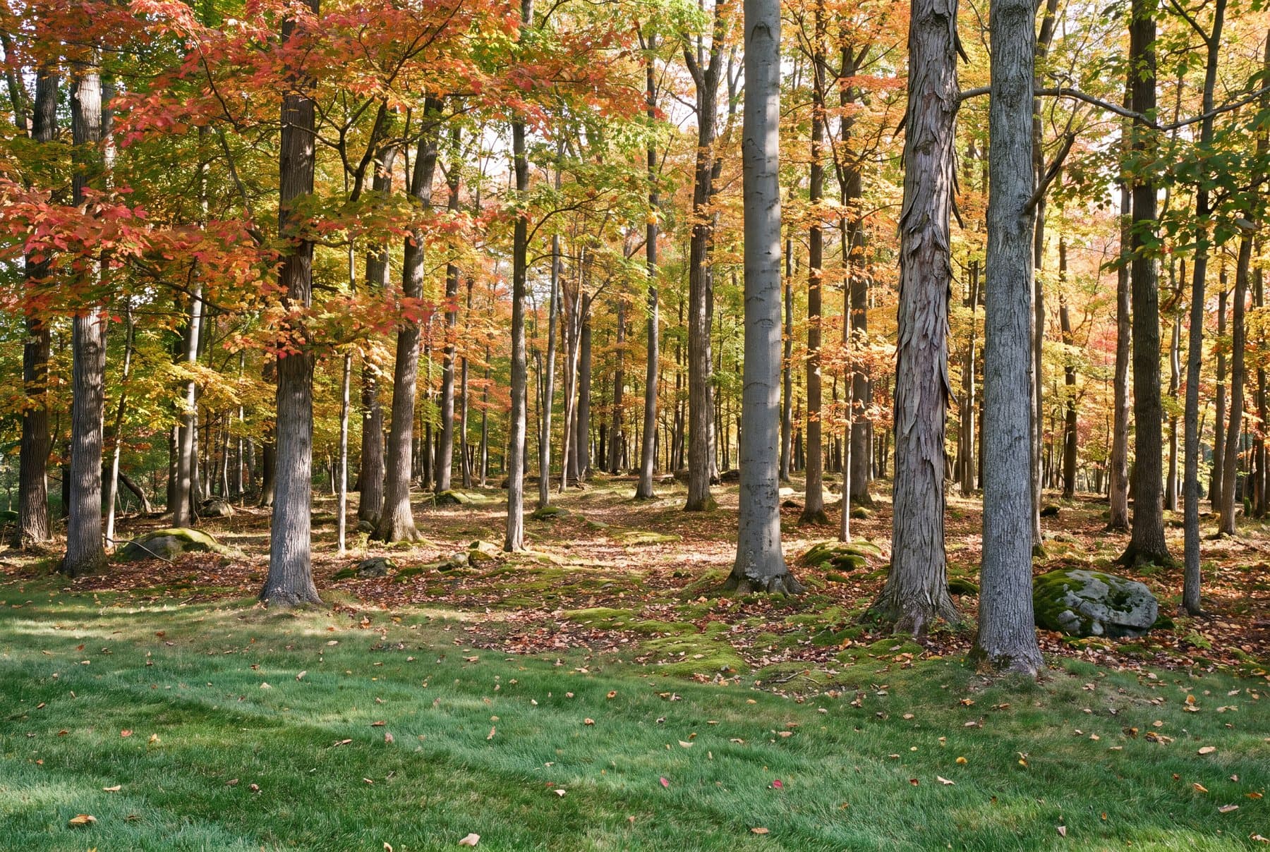 The edge of a kept lawn meeting open woodland, with clear sight lines deep among the trees