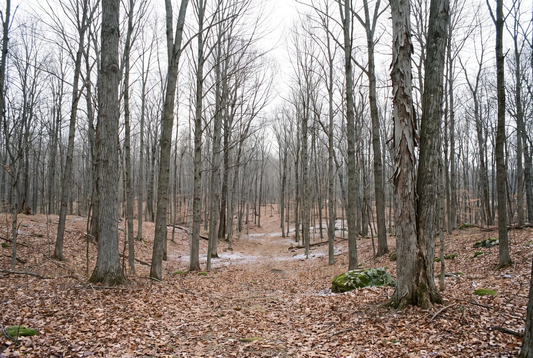 Restored hardwood woodland in late autumn with bare trunks and a completely clear forest floor
