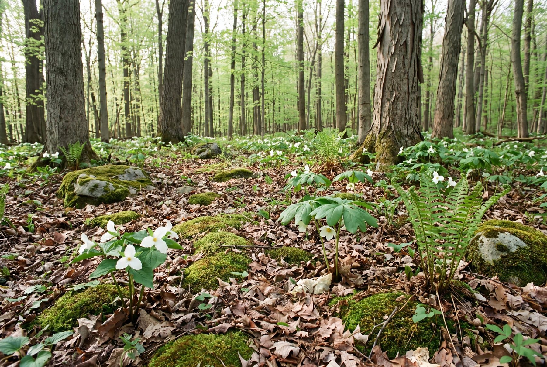 Ferns and white trillium growing in dappled sunlight on an open woodland floor