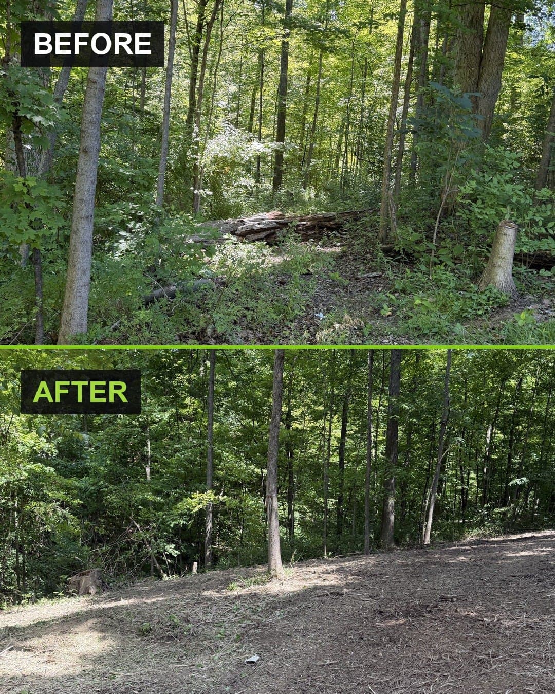 Before and after photographs of a Russell, Ohio woodland understory cleared of invasive brush