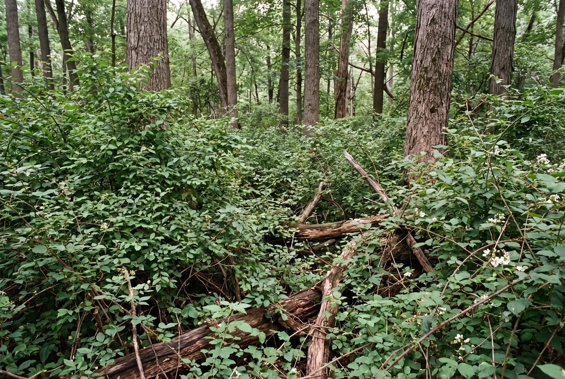 Hardwood woodland completely filled at eye level with bush honeysuckle and multiflora rose