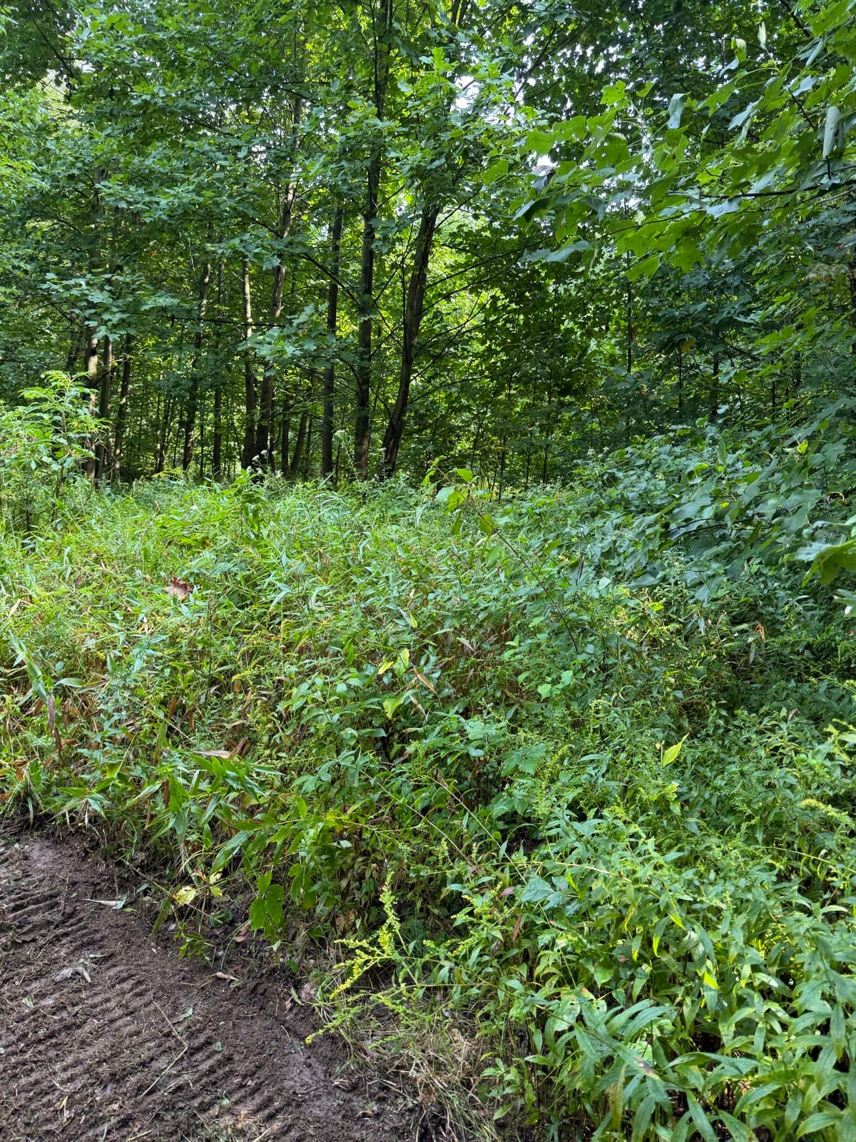 Dense leafy brush beneath standing trees before clearing
