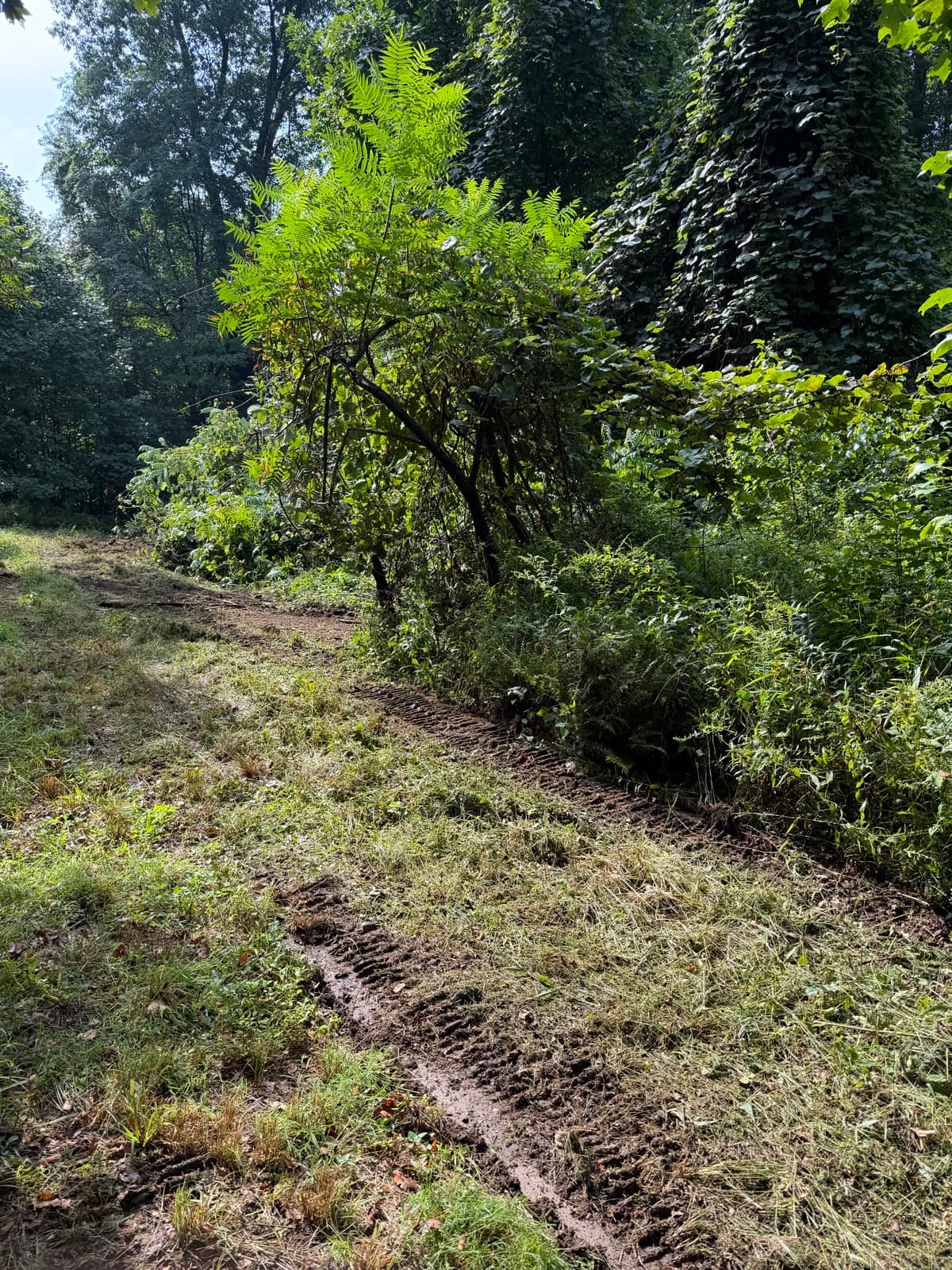 Brush along the work area before mulching