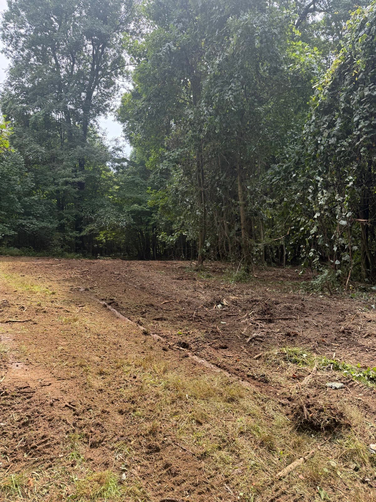 Freshly cleared ground