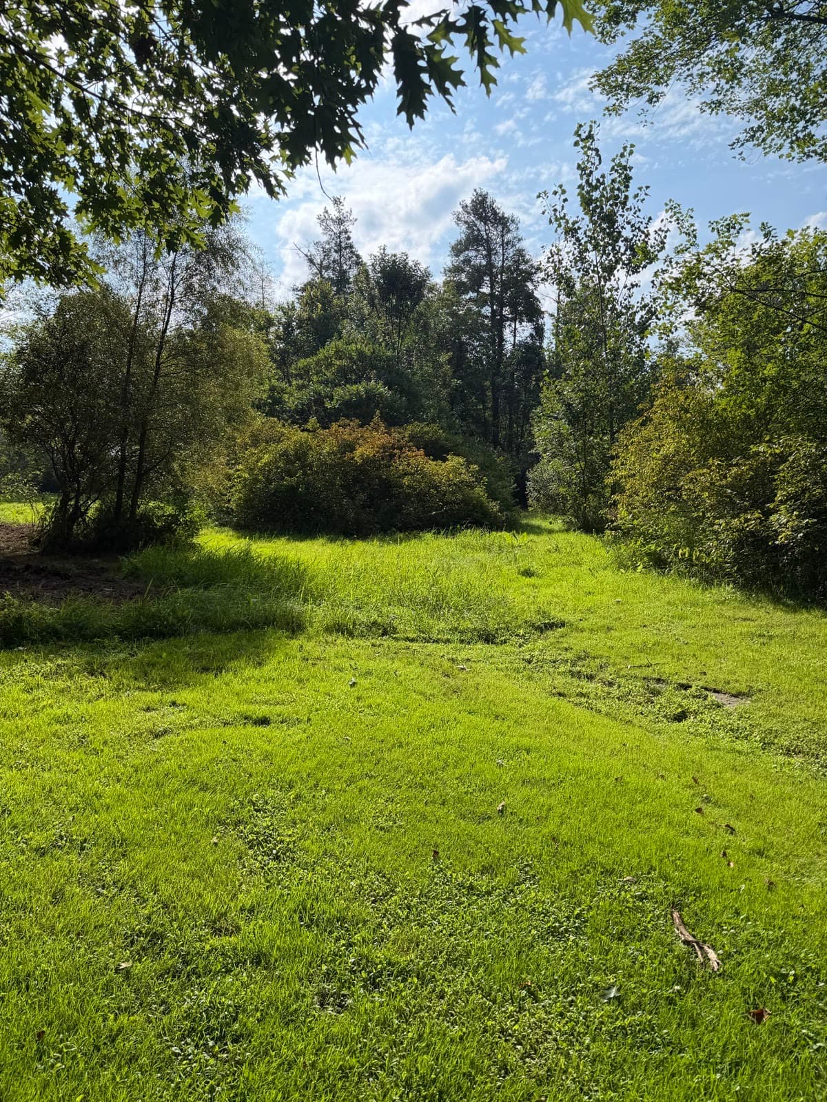 Brush and grass at the clearing area