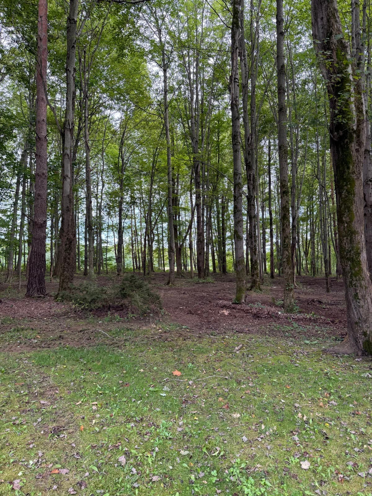 Open woodland floor with standing trees on a BrushBoss job