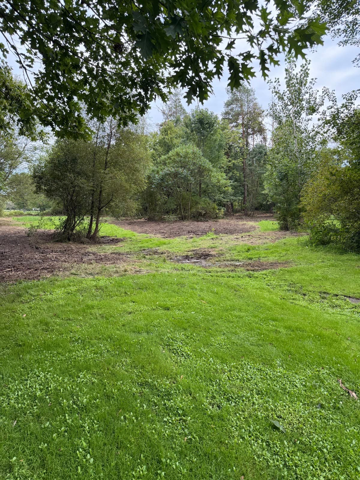 Open ground and remaining trees after BrushBoss clearing