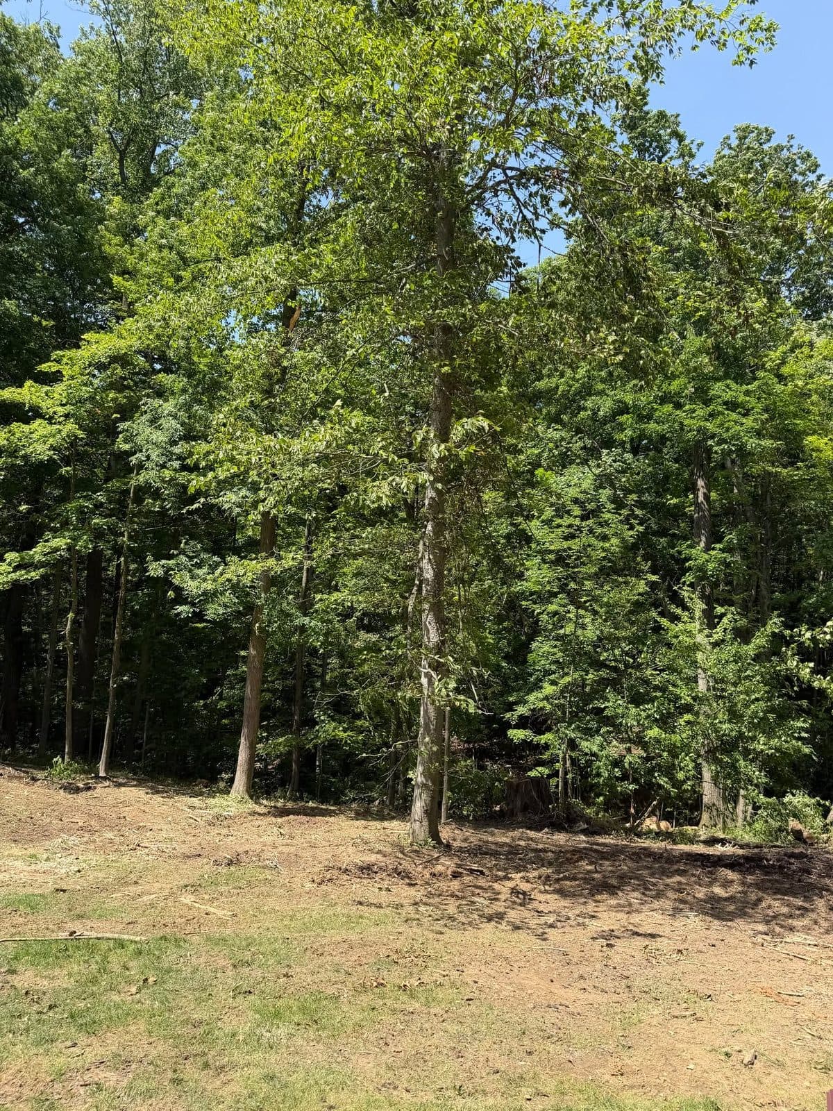 Open woodland with the canopy overhead