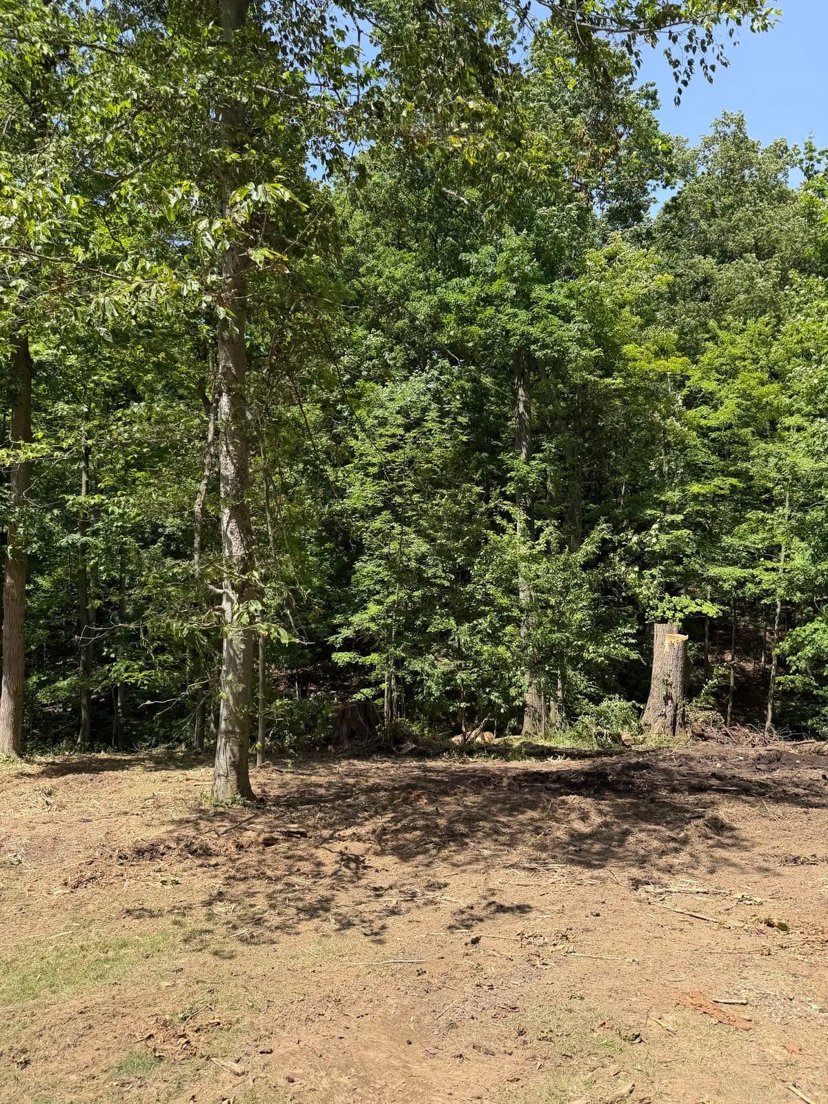 Cleared understory beneath mature trees on a BrushBoss job