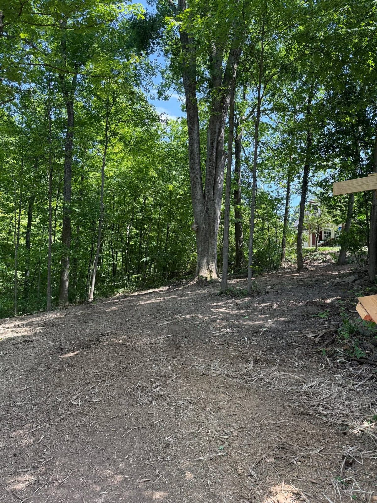 A woodland floor opened beneath standing trees