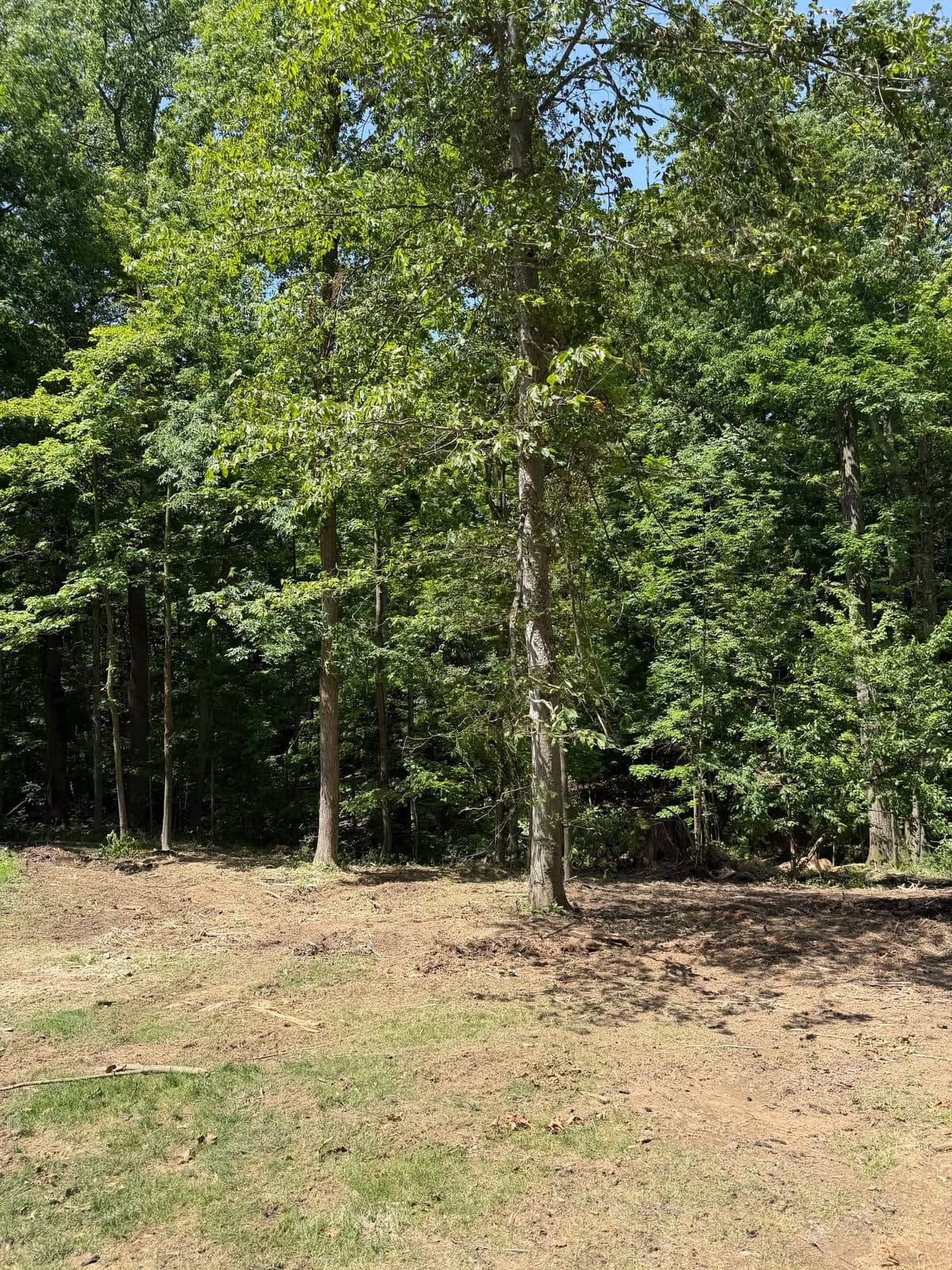 Opened ground between woodland trees