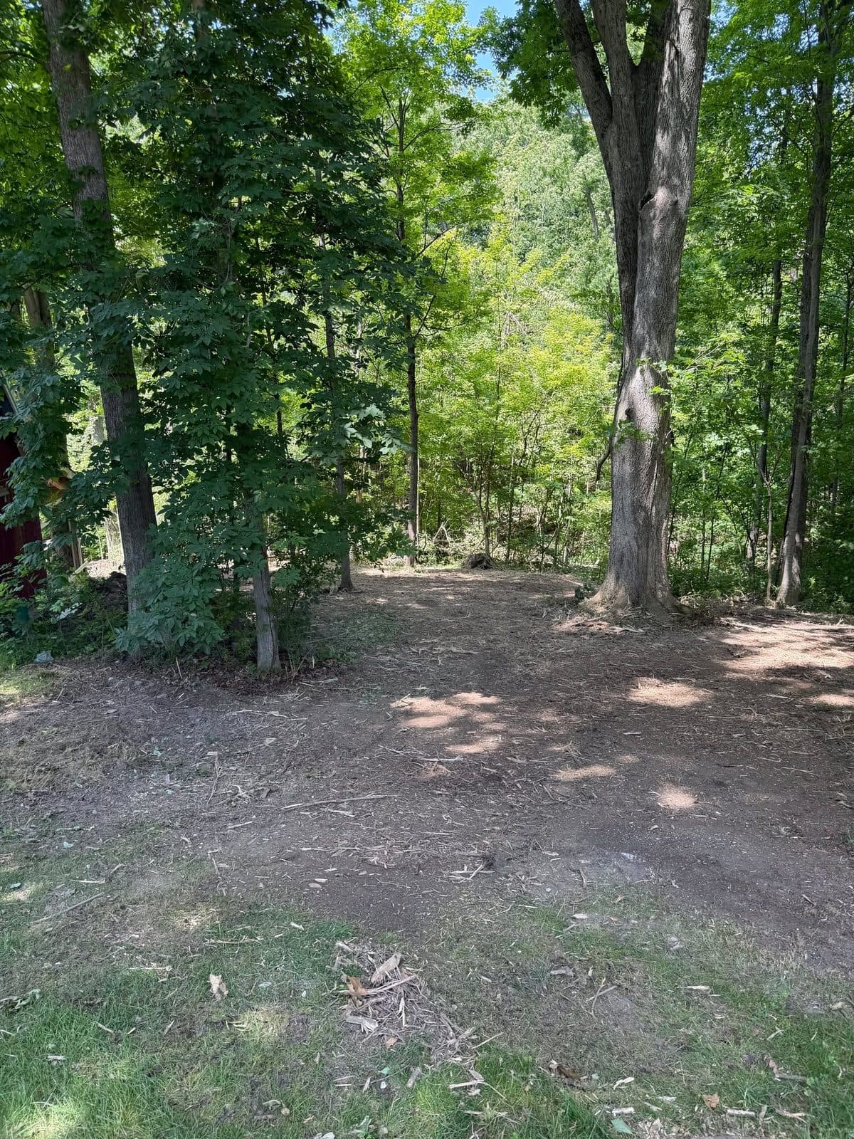An open understory with mature trees standing after clearing