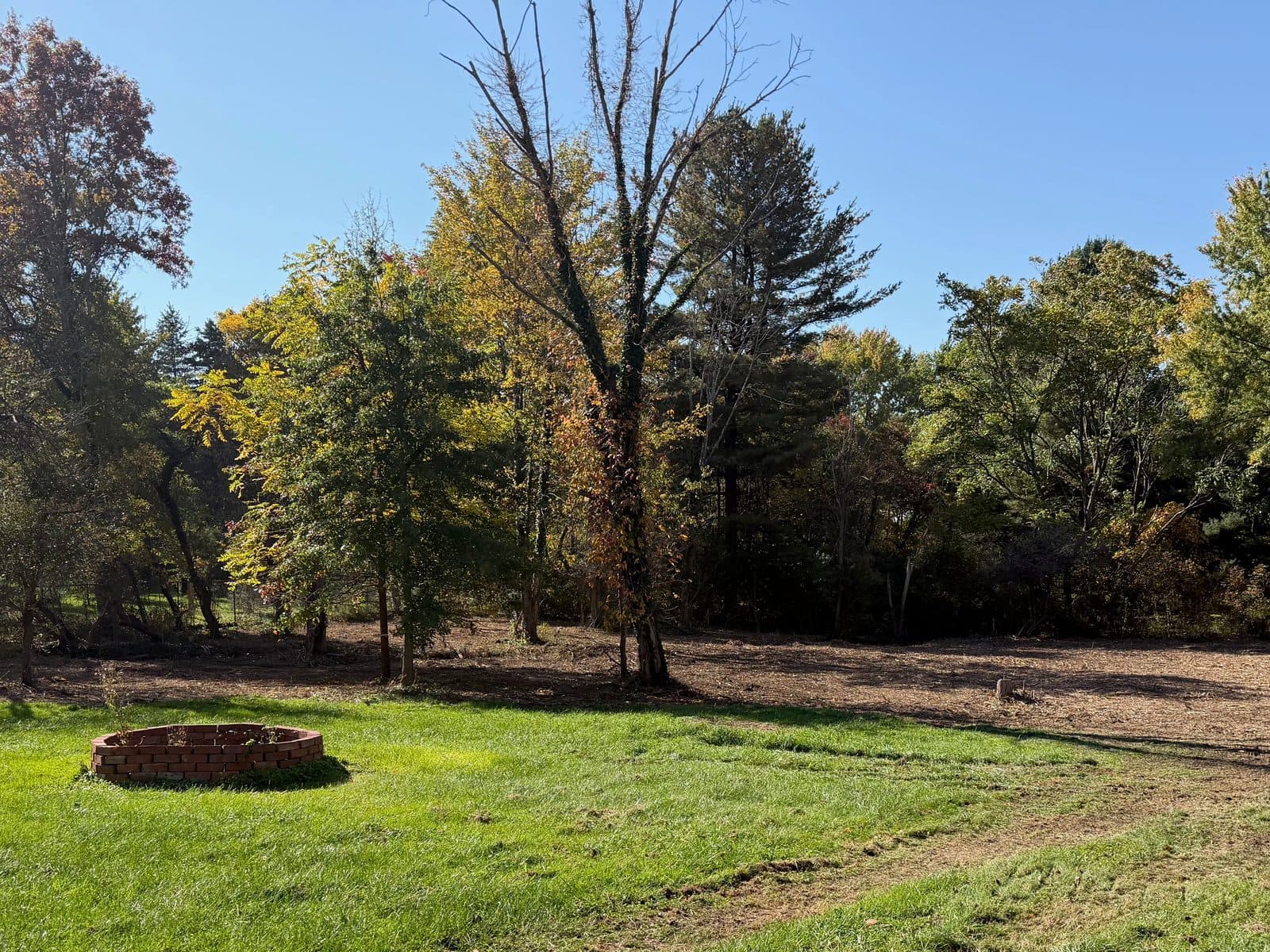 After: the same view with the brush, logs and thin dead trees gone, the ground beneath the mature trees groomed and the large dead tree still standing