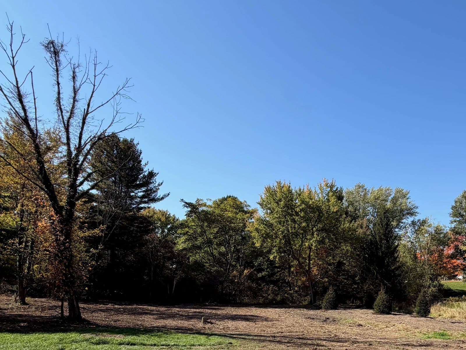 After: the same woodland edge with the brush pile and the thin dead trees gone, the ground groomed, the young evergreens kept and the large dead tree still standing