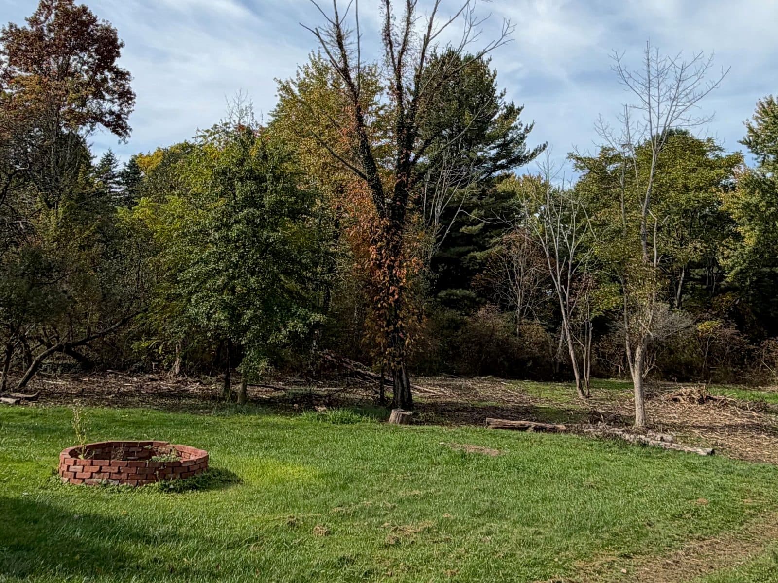 Before: cut brush, logs and thin dead trees standing in an opening beside a brick fire ring, a large dead tree and mature trees behind