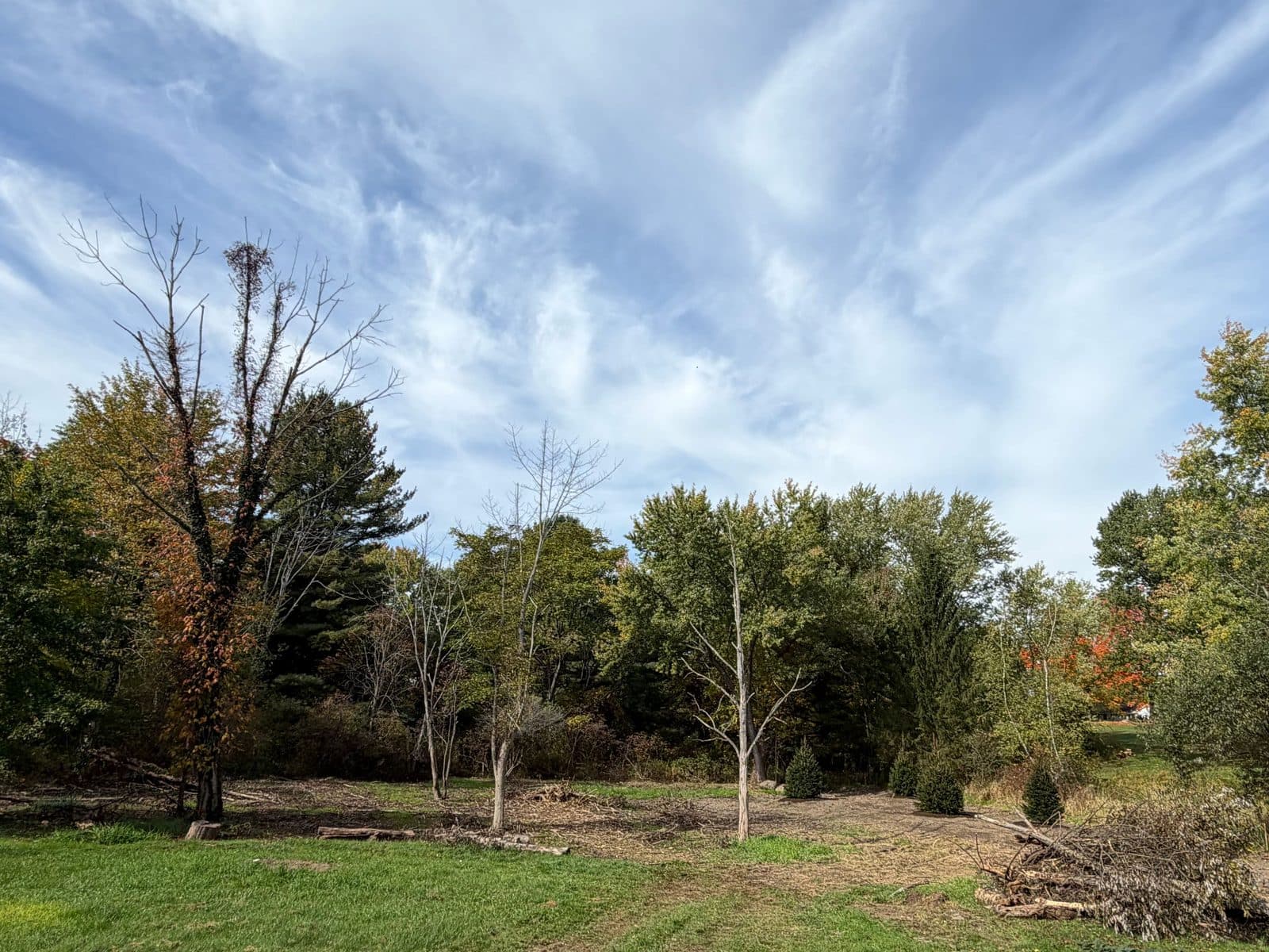 Before: a brush pile, cut logs and thin dead trees standing among young evergreens at the edge of a woods, a large dead tree at left