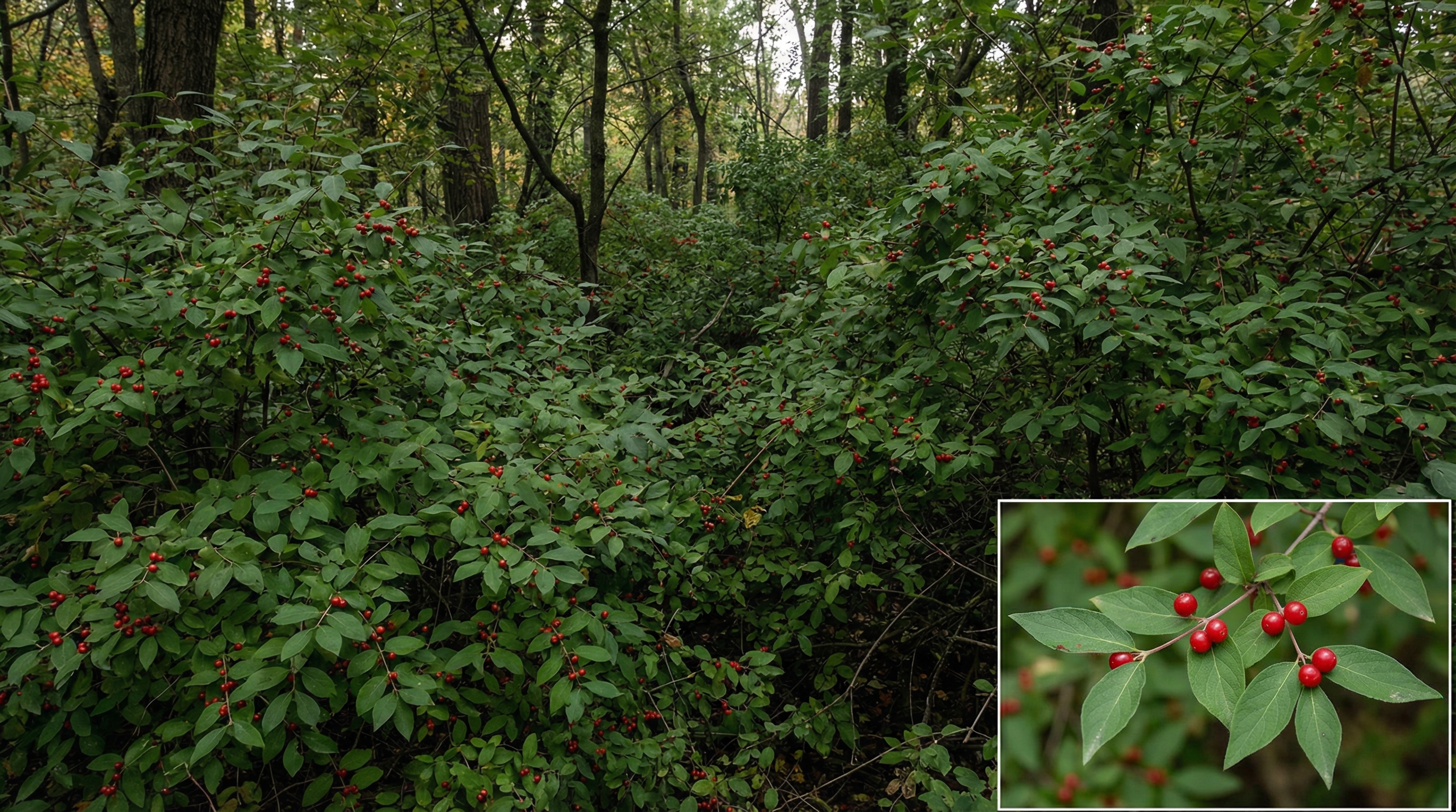 Bush honeysuckle invasion with characteristic red berries and opposite leaves